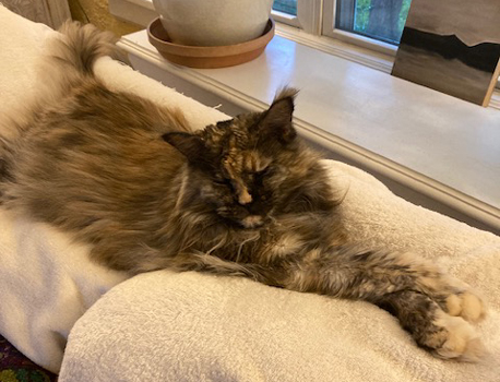 Bella 2