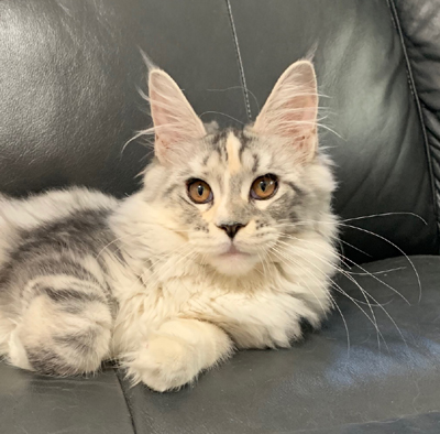 What's New at Paleeni Maine Coons