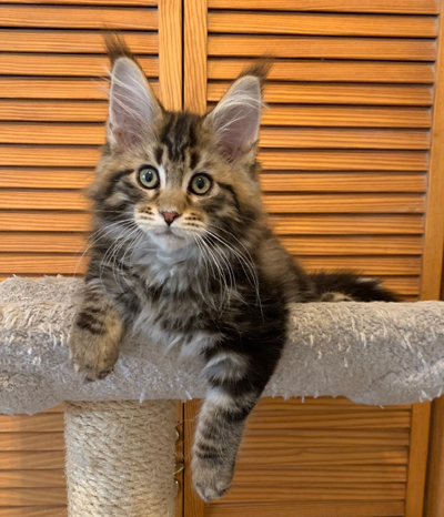 Paleeni Maine Coon Females