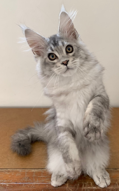 What's New at Paleeni Maine Coons